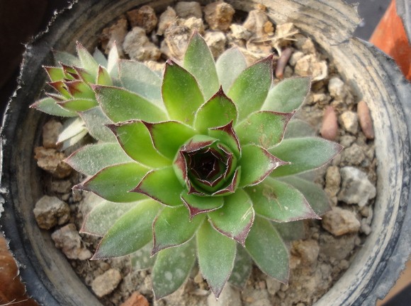 黑叶观音莲病虫害图片,养殖观音莲小技巧