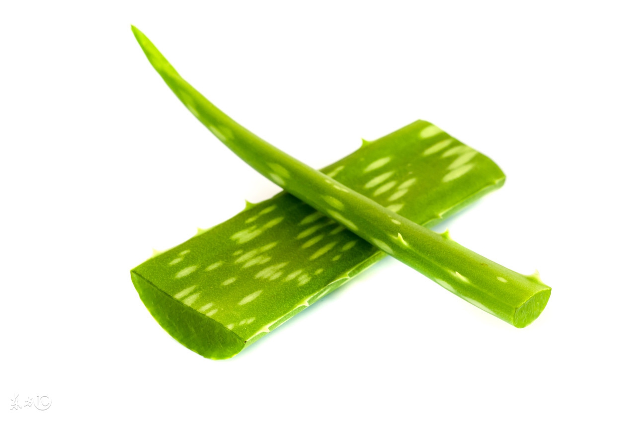 芦荟美容妙处多,芦荟养生保健作用与方法