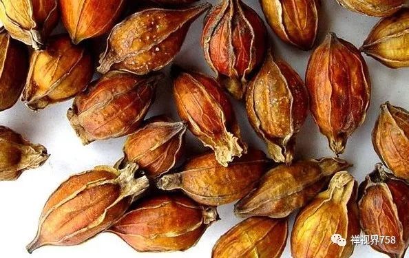 大愿法师养生,大愿法师讲治病视频