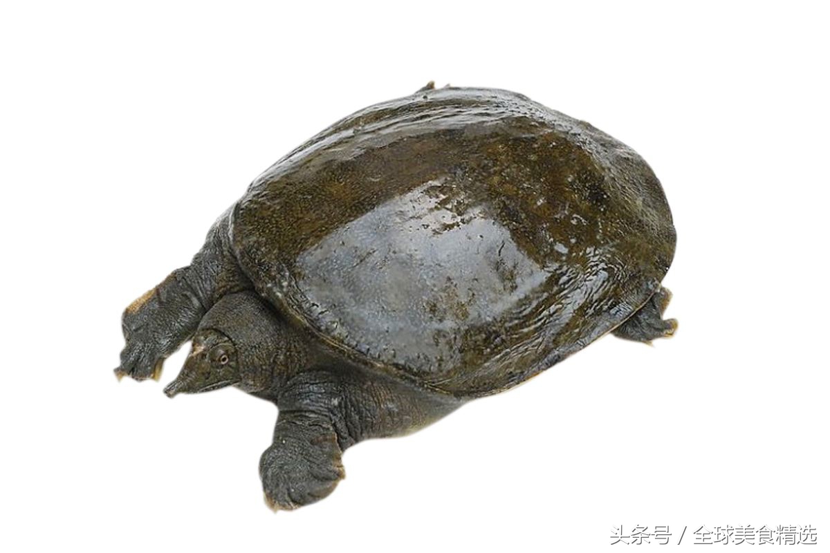 哪些食物相克吃了会危及生命,什么水果一起吃会有生命危险