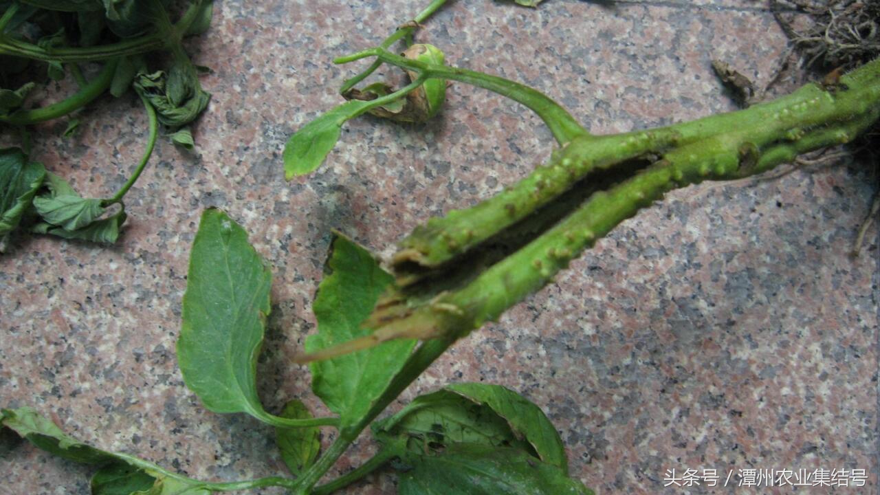 番茄细菌性髓部坏死病,番茄细菌性髓部坏死怎样防治