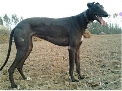 挑选小格力犬的方法和技巧是什么,如何挑选一只纯种格力犬幼犬