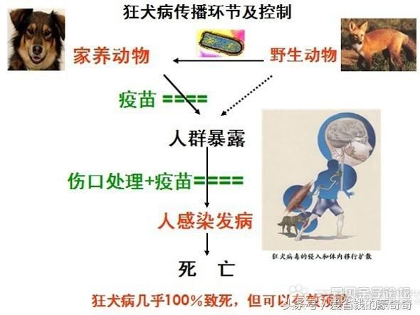 狗狗被大狗咬伤会应急吗,被自家狗狗咬伤了要打针吗