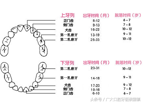 第一上磨牙是龋齿怎么办,乳磨牙出现龋齿大洞怎么办