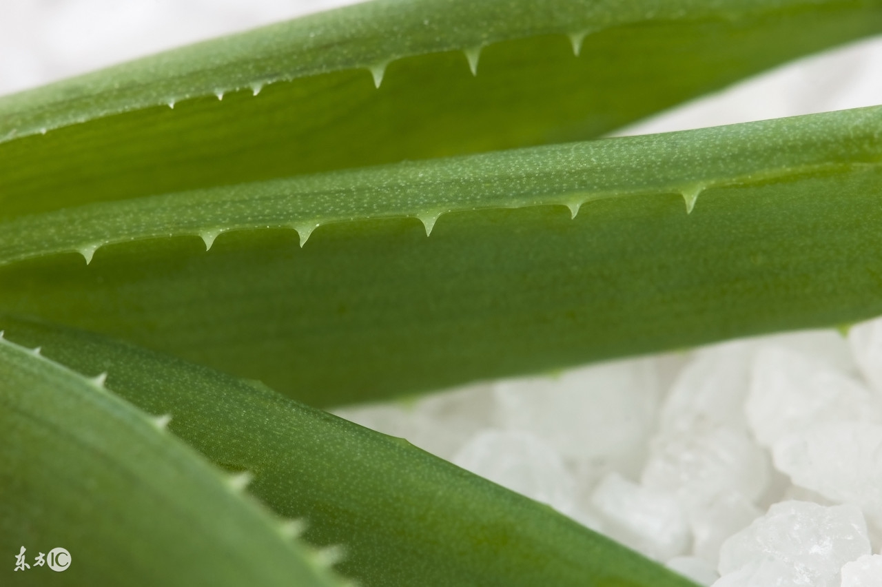 芦荟美容妙处多,芦荟养生保健作用与方法
