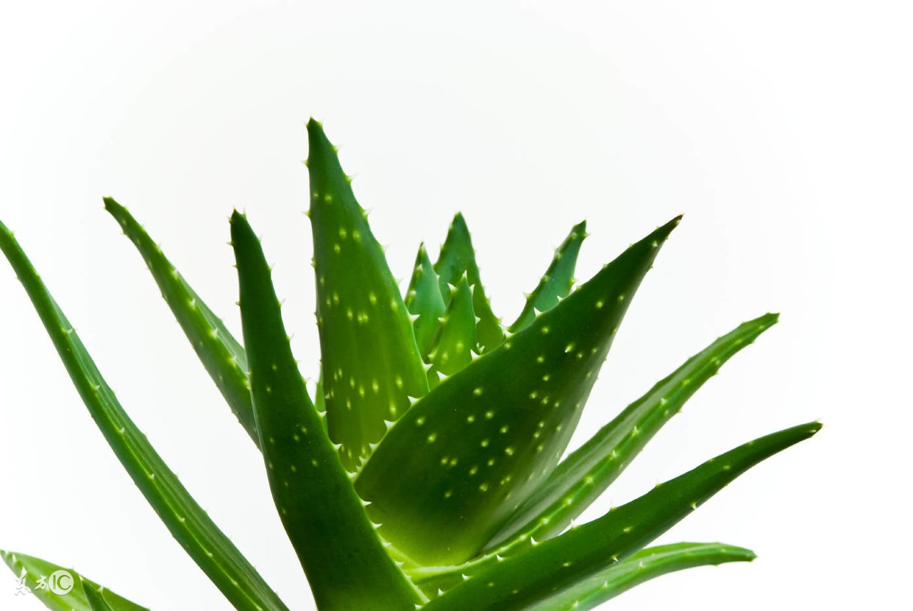 芦荟美容妙处多,芦荟养生保健作用与方法