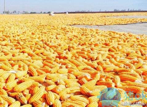 猪喂饲料反复拉肚子怎么回事,喂猪喂的多了猪拉稀怎么办