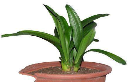 君子兰花怎么养才能开花多,盆养的君子兰叶片有长有短