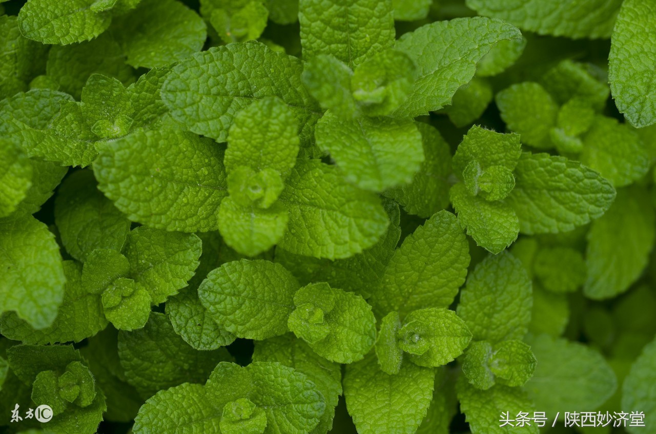 感冒分风热与风寒吃什么药,风热感冒了吃什么好得快