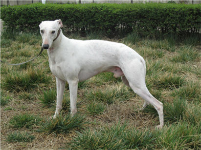 挑选小格力犬的方法和技巧是什么,如何挑选一只纯种格力犬幼犬