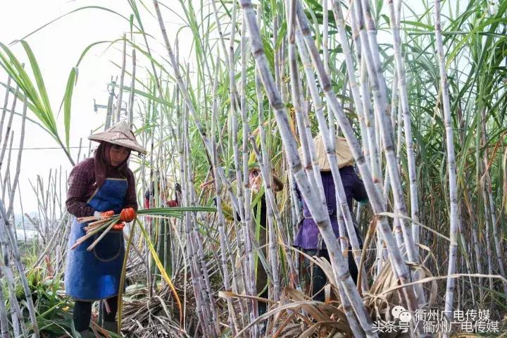 衢州这个地方，连空气都是甜甜的！