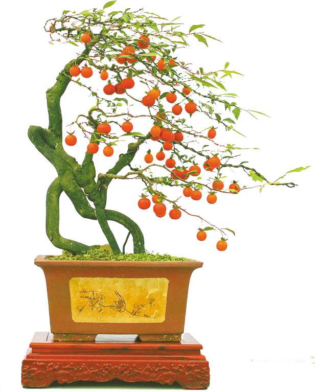 金弹子怎么养长得快,金弹子怎样快速长果