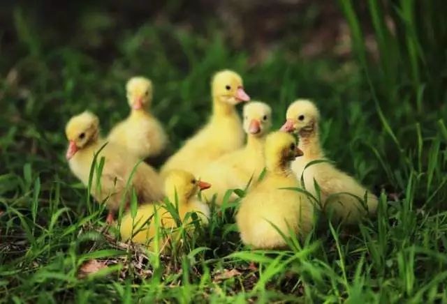 预防鸭肝用什么药,肉鸭鸭肝抗体打上多久有效