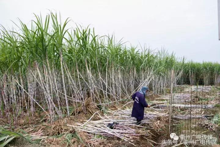衢州这个地方，连空气都是甜甜的！