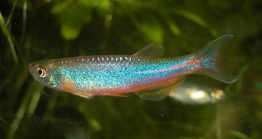 斑马鱼小型热带观赏鱼,热带斑马鱼多少钱一斤