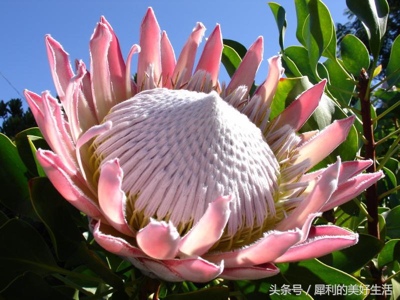 花期5个月的室内球根花卉,超级盆花王2.5寸