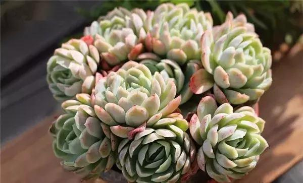 什么多肉有香味又好养,有香味的多肉哪种好养
