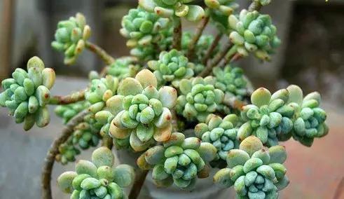 什么多肉有香味又好养,有香味的多肉哪种好养