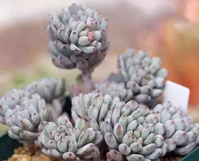 什么多肉有香味又好养,有香味的多肉哪种好养