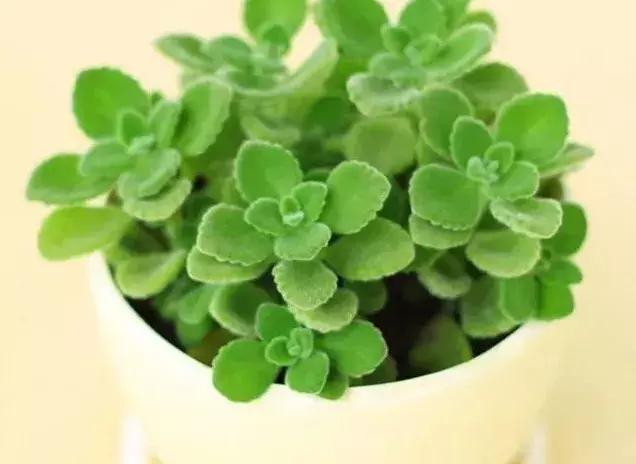 什么多肉有香味又好养,有香味的多肉哪种好养