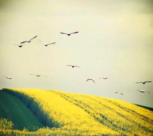 老北京养鸟的乐趣,老北京养鸟文化视频讲解