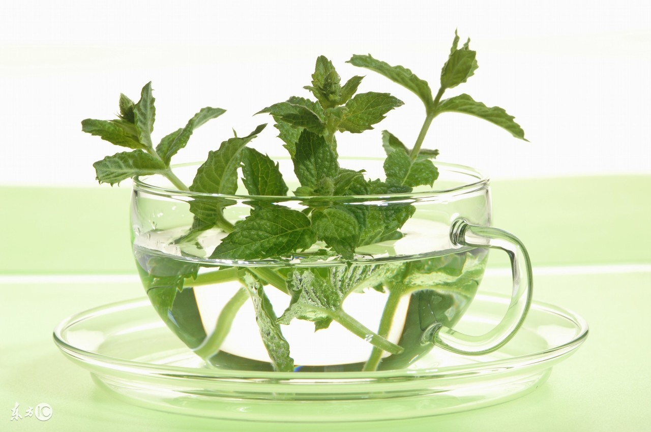 薄荷的功效与作用薄荷叶怎么吃,薄荷叶有什么作用该怎么吃