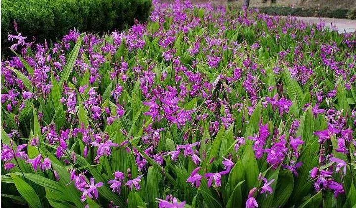 白芨的人工栽培方法论文,舒志明视频