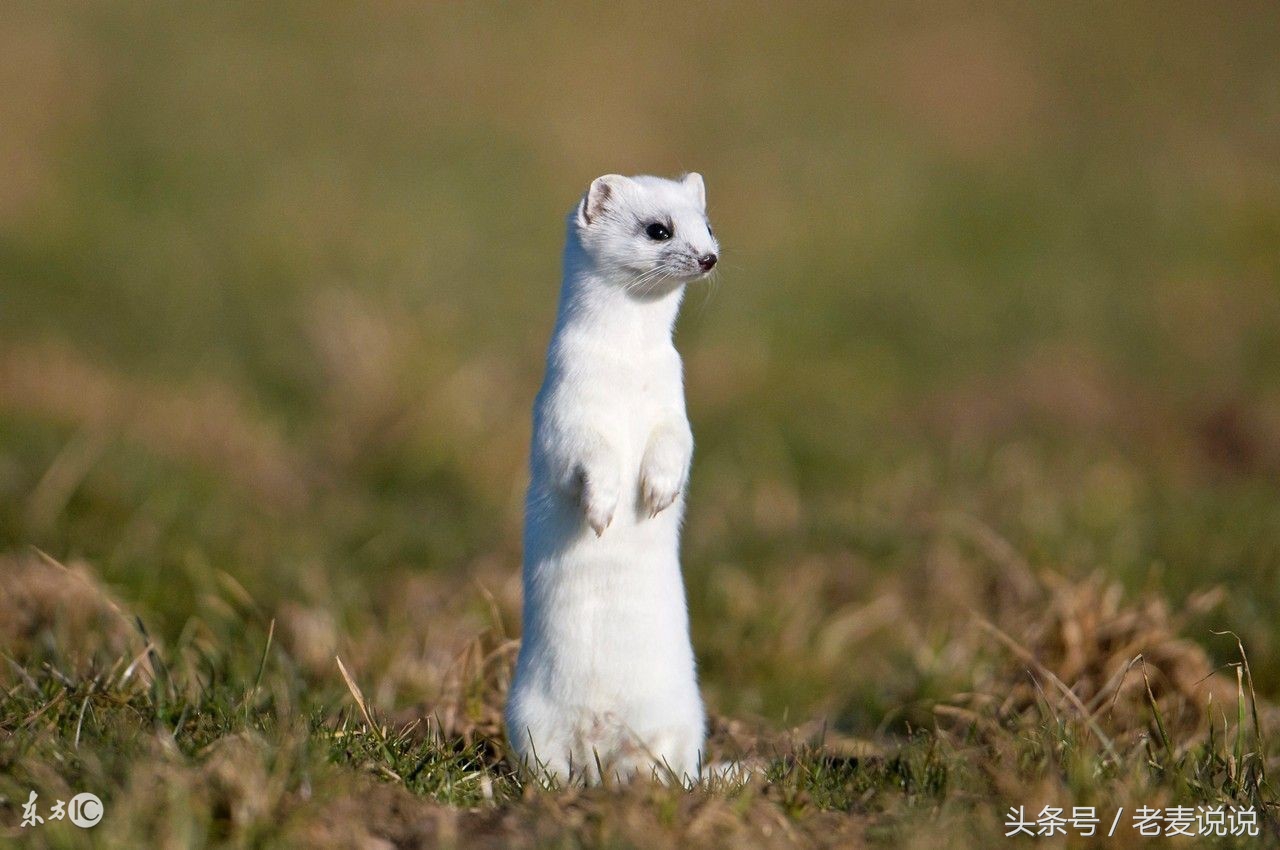 出马仙修行需要的条件,出马仙弟子出马前有哪些磨难