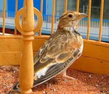 老北京养鸟的乐趣,老北京养鸟文化视频讲解