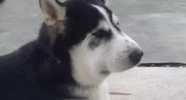 哈哈哈，原谅我拖拉机般的笑声！当喵星人被蜜蜂蜇了之后