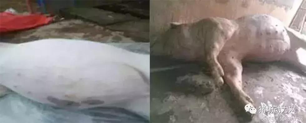 猪胀气束手无策,猪肚子胀气的治疗方法