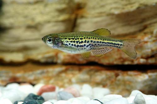 斑马鱼小型热带观赏鱼,热带斑马鱼多少钱一斤