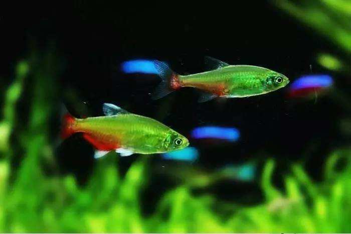 斑马鱼小型热带观赏鱼,热带斑马鱼多少钱一斤