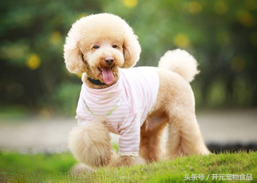 自己如何给泰迪狗狗修剪毛发视频,在家给贵宾犬修毛教程