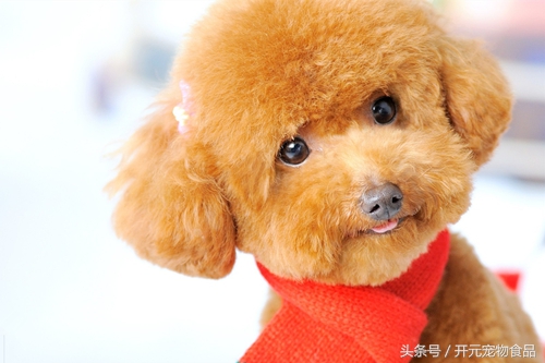 自己如何给泰迪狗狗修剪毛发视频,在家给贵宾犬修毛教程