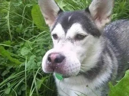 哈哈哈，原谅我拖拉机般的笑声！当喵星人被蜜蜂蜇了之后