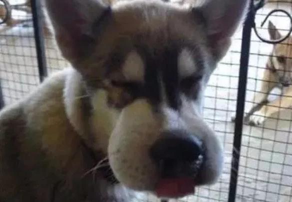 哈哈哈，原谅我拖拉机般的笑声！当喵星人被蜜蜂蜇了之后