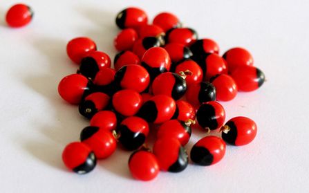 去旅游再也不怕奸商蒙人了，一篇能让你认清所有菩提子的文章！