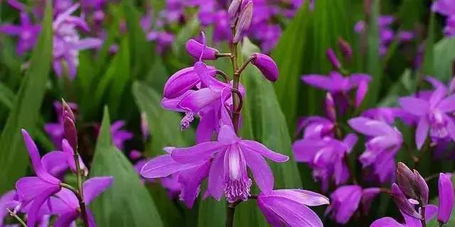 白芨的人工栽培方法论文,舒志明视频