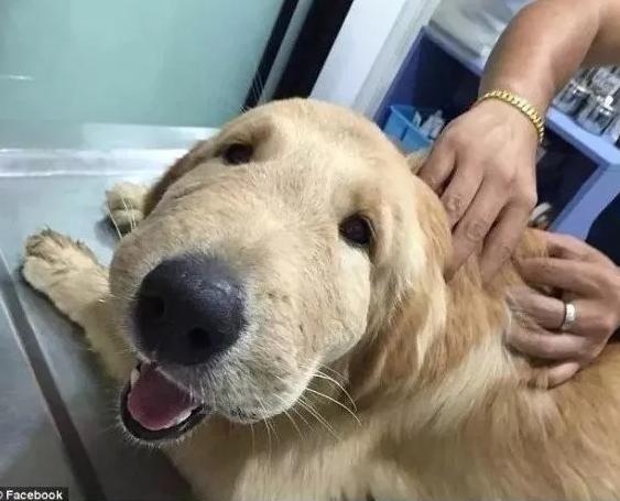 哈哈哈，原谅我拖拉机般的笑声！当喵星人被蜜蜂蜇了之后