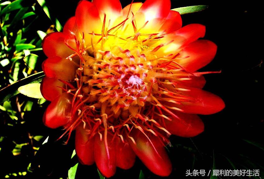 花期5个月的室内球根花卉,超级盆花王2.5寸