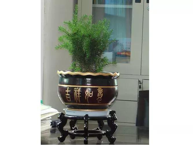 红豆杉盆栽如何介绍,红豆杉盆景教程