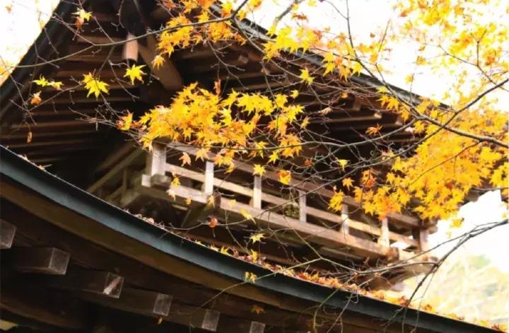 京都扫货攻略,京都购物省钱技巧