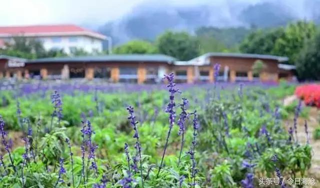 海沧半马攻略,厦门海沧半马参赛