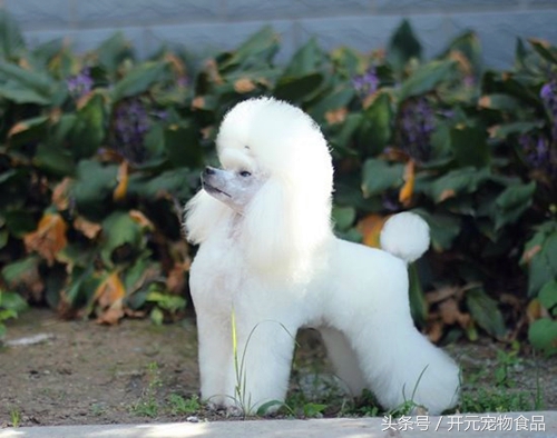 自己如何给泰迪狗狗修剪毛发视频,在家给贵宾犬修毛教程