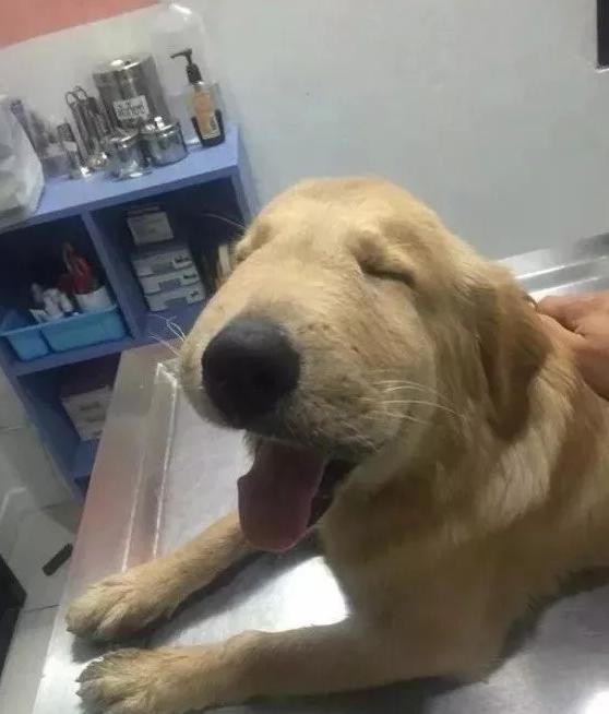 哈哈哈，原谅我拖拉机般的笑声！当喵星人被蜜蜂蜇了之后