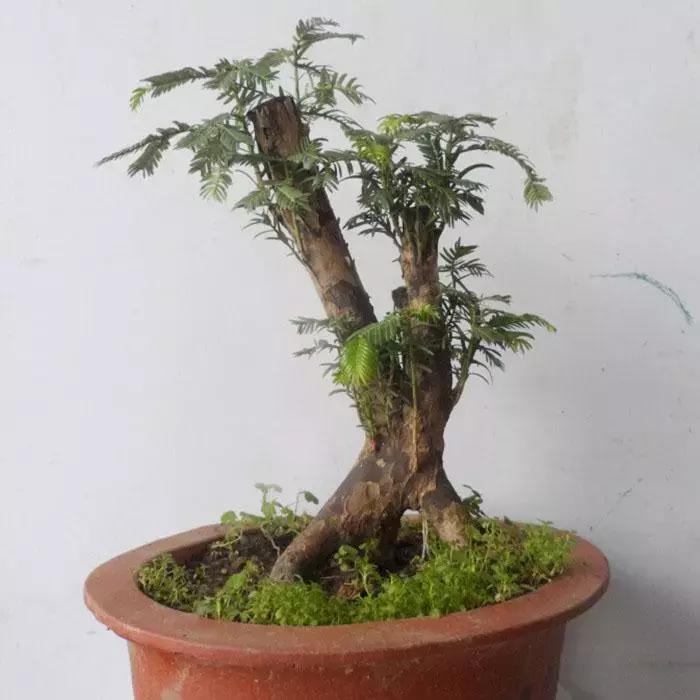 红豆杉盆栽如何介绍,红豆杉盆景教程