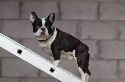 在家打扫卫生要关注安全,家里养宠物犬如何打扫卫生