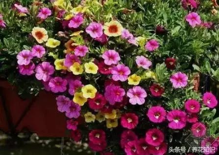 十一月有哪些花盛开,十一月都有哪些典型花朵