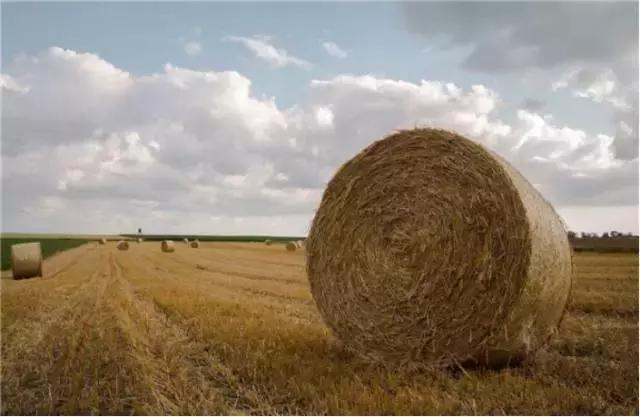 老司机教你开收割机,老司机操作收割机
